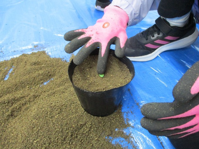 元気な芽が出ますように